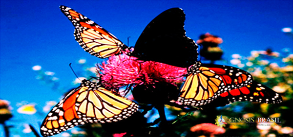 A-Arte-Regia-da-natureza-borboletas