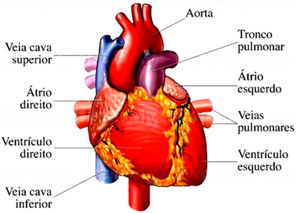 o-coracao-gnosis-brasil-anatomia