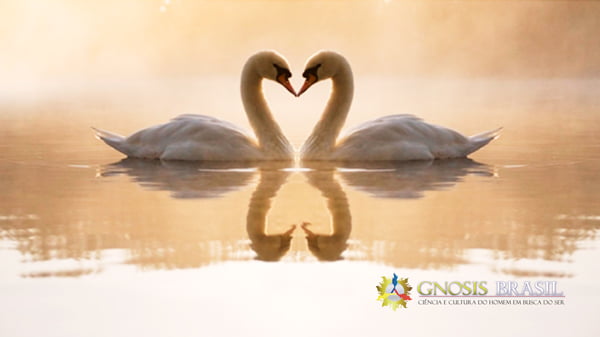 OS-CISNES-DO-PARAISO.AMOR.GNOSIS.BRASIL